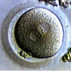 Embriones1
