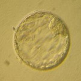 Embriones2
