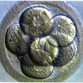 Embriones3