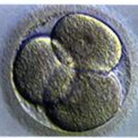 Embriones4
