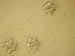 Embriones5