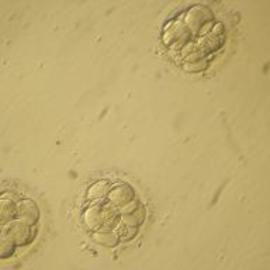 Embriones5